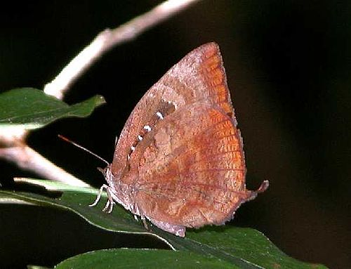 Arhopala centaurus